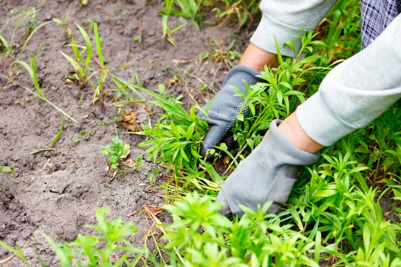 Poison Hemlock Removal