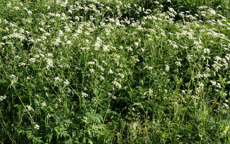 Poison Hemlock Removal