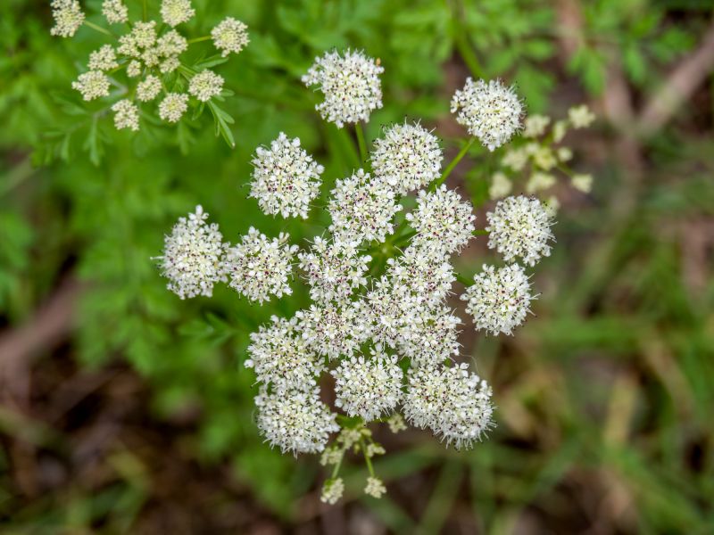 Poison Hemlock in Early Winter