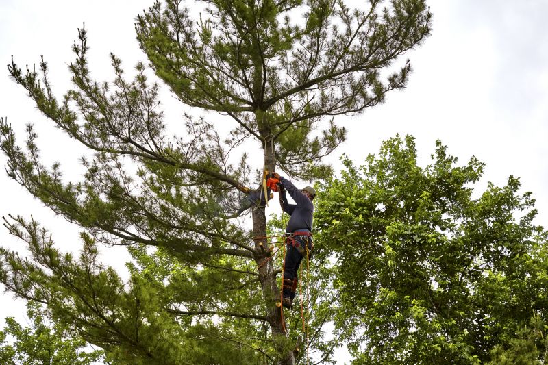 Removing Poison Hemlock Safely