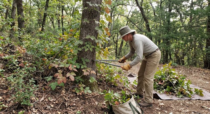 Poison Oak Removal in Harford County, MD